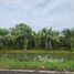  Land for sale in Thailand, Khok Kloi, Takua Thung, Phangnga, Thailand