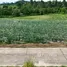  Land for sale in Thang Kwian, Rayong, Thang Kwian, Klaeng