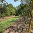  Land for sale in Sai Ma, Nonthaburi, Sai Ma, Mueang Nonthaburi, Nonthaburi