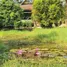 3 Bedroom House for rent in Nong Phueng, Chiang Mai, Nong Phueng
