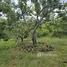  Land for sale in Sam Roi Yot, Hua Hin, Sam Roi Yot, Sam Roi Yot