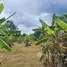  Land for sale in Nong Khwai, Chiang Mai, Nong Khwai