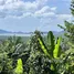  Land for sale at Yamu Hills, Pa Khlok, Thalang, Phuket