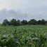  Terreno (Parcela) en venta en Nong Yang Suea, Saraburi, Nong Yang Suea, Muak Lek, Saraburi, Tailandia
