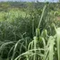  Terreno (Parcela) en venta en Akwapim North, Eastern, Akwapim North, Eastern