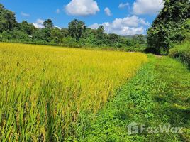 ขายที่ดิน ใน แม่โป่ง, เชียงใหม่, แม่โป่ง