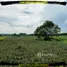  Land for sale in Makham Khu, Rayong, Makham Khu, Nikhom Phatthana
