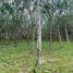  Land for sale in Thailand, Khuan Phang, Ron Phibun, Nakhon Si Thammarat, Thailand