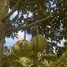  Land for sale in Na Bon, Nakhon Si Thammarat, Na Bon, Na Bon, Nakhon Si Thammarat, Thailand