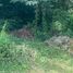  Land for sale at Land Plot Tala in Rawai, Rawai