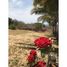 4 chambre Maison for sale in Compostela, Nayarit, Compostela