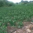  Terrain for sale in Loja, El Tambo, Catamayo, Loja