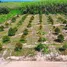  Land for sale in Nikhom Phatthana, Rayong, Nikhom Phatthana, Nikhom Phatthana, Rayong, Thailand
