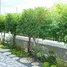 3 Bedroom House for sale in San Pu Loei, Chiang Mai, San Pu Loei