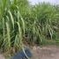  Land for sale in Khao Rup Chang, Songkhla, Khao Rup Chang, Mueang Songkhla, Songkhla