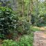 N/A Land for sale in Huai Kaeo, Chiang Mai 250 Rai Coffee and Tea Plantation for Sale in Mae On(title deed for for 1)