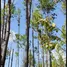 Terreno (Parcela) en venta en Panamá, San Carlos, Panamá Oeste, Panamá