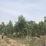  Land for sale in Mueang Nakhon Ratchasima, Nakhon Ratchasima, Hua Thale, Mueang Nakhon Ratchasima