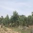  Land for sale in Nakhon Ratchasima, Hua Thale, Mueang Nakhon Ratchasima, Nakhon Ratchasima