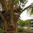  Land for sale in Saraburi, Dao Rueang, Mueang Saraburi, Saraburi