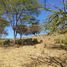  Land for sale in Guanacaste, Canas, Guanacaste