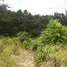  Land for sale in Pauini, Amazonas, Pauini