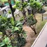 1 Bedroom Condo for rent at Arcadia Beach Continental, Nong Prue, Pattaya, Chon Buri, Thailand