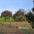  Land for sale in Thailand, Pong Ta Long, Pak Chong, Nakhon Ratchasima, Thailand