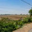  Земельный участок for sale in Nong Ong, Супанбури, Nong Ong, U Thong, Супанбури