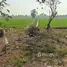  Земельный участок for sale in Sampathuan, Nakhon Pathom, Sampathuan, Nakhon Chai Si