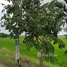  Land for sale in Lam Luk Ka, Pathum Thani, Lam Luk Ka, Lam Luk Ka