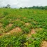  Terreno (Parcela) en venta en Gomoa, Central, Gomoa