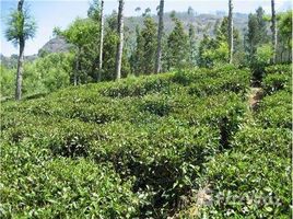 在OOTY TEA ESTATE出售的 土地, Udagamandalam, The Nilgiris, Tamil Nadu