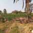  Land for sale in Chaiyaphum, Sap Yai, Sap Yai, Chaiyaphum