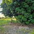  Земельный участок for sale in Pa Tum, Чианг Маи, Pa Tum, Phrao