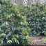  Terreno (Parcela) en venta en Lintong Nihuta, North Sumatera, Lintong Nihuta, Tapanuli Utara