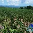 Terrain à vendre à Imbert, Puerto Plata, Imbert