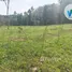 ขายที่ดิน ใน ทะเลน้อย, พัทลุง, ทะเลน้อย, ควนขนุน, พัทลุง