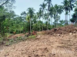 ขายที่ดิน ใน ลิปะน้อย, สุราษฎร์ธานี, ลิปะน้อย, เกาะสมุย, สุราษฎร์ธานี, ไทย
