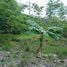  Land for sale in Nicoya Guanacaste, Nicoya, Guanacaste, Costa Rica