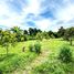  Land for sale in Thailand, Bung Namtao, Lom Sak, Phetchabun, Thailand