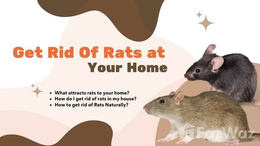 Get Rid Of Rats at Your Home