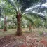  Земельный участок for sale in Khao Thong, Краби, Khao Thong