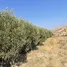  Terrain for sale in Fahs Anjra, Tanger Tetouan, Fahs, Fahs Anjra