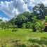  Land for sale in Pococi Limon, Pococi, Limon