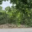  Land for sale in Makhun Wan, Chiang Mai, Makhun Wan