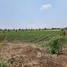  Land for sale in Nong Bun Mak Nakhon Ratchasima, Nong Bunnak, Nong Bun Mak, Nakhon Ratchasima