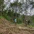 Land for sale in Lo Yung, Phangnga, Lo Yung, Takua Thung, Phangnga, Thailand