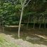  Land for sale in Choeng Thale, Thalang, Choeng Thale