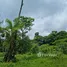  Terrain for sale in Costa Rica, Guacimo, Limon, Costa Rica